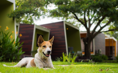 Köpek Pansiyonlarının Faydaları: Tatilinizi Nasıl Rahat Geçirebilirsiniz?