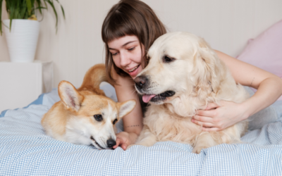 Köpek Pansiyonlarında Sağlıklı ve Mutlu Bir Konaklama İçin 7 İpucu